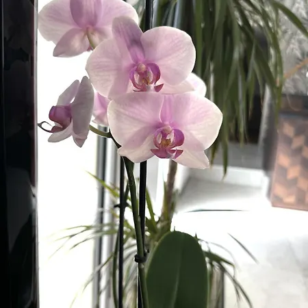 Hébergement de vacances La Grange, Vendée, *