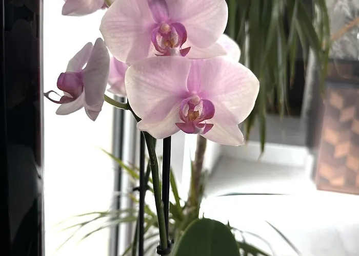 Holiday home La Grange, Vendee, *